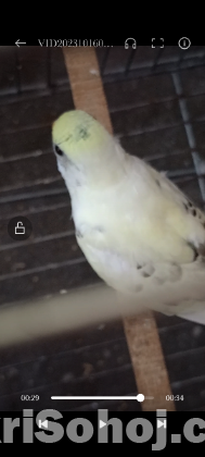 Full Adult Master Pair budgies।।এডাল্ট বাজুরিকা